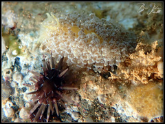 Phestilla lugubris