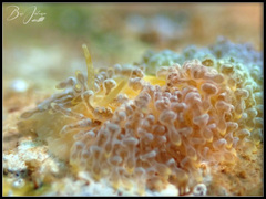 Phestilla lugubris