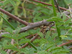 Mimosa hamata