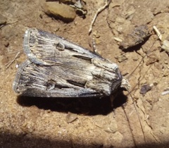 Agrotis spinifera
