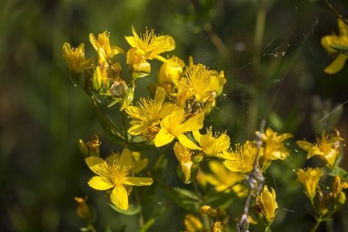 Hypericum elegans (Hypericum elegans)