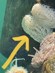 Aeolidia