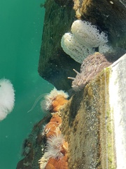 Aeolidia
