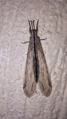 Acanthaclisini