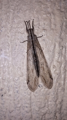 Acanthaclisini