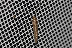 Stenosialis australiensis