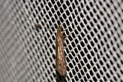 Stenosialis australiensis