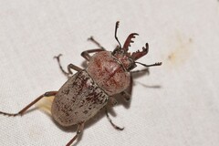 Cacostomus squamosus