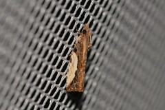 Statherotis euryphaea