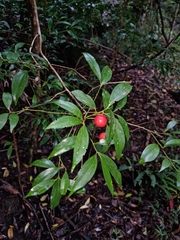 Cryptocarya laevigata