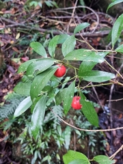 Cryptocarya laevigata