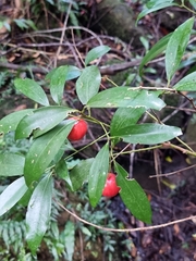 Cryptocarya laevigata