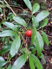 Cryptocarya laevigata