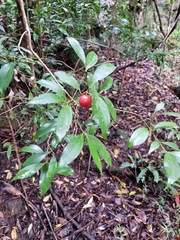 Cryptocarya laevigata