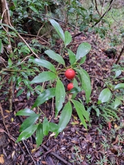 Cryptocarya laevigata