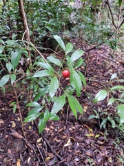 Cryptocarya laevigata