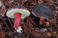 Xerocomellus atropurpureus