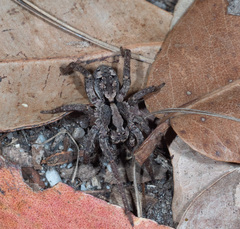 Venatrix australiensis