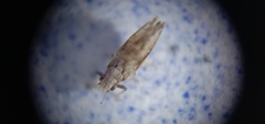 Diaphorina citri
