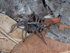 Venatrix australiensis