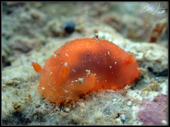 Dendrodoris fumata