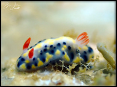 Hypselodoris infucata