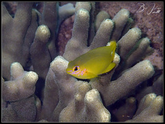 Pomacentrus moluccensis