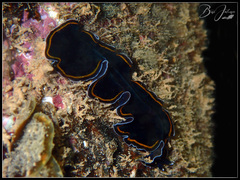 Pseudobiceros hancockanus