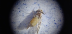 Diaphorina citri