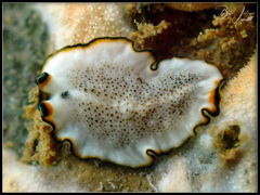 Pseudoceros heronensis