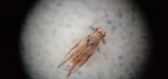 Diaphorina citri
