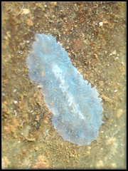 Pericelis