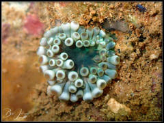 Entacmaea quadricolor