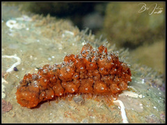 Stichopus