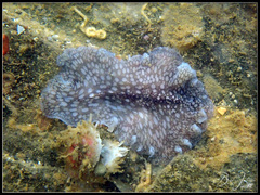 Pericelis