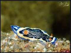 Hypselodoris maritima