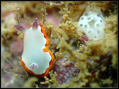 Goniobranchus rubrocornutus