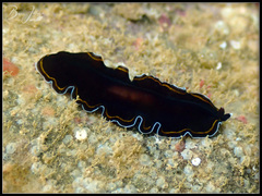 Pseudobiceros hancockanus