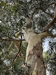 Eucalyptus fasciculosa