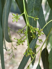 Eucalyptus fasciculosa