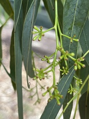 Eucalyptus fasciculosa