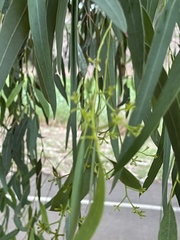 Eucalyptus fasciculosa