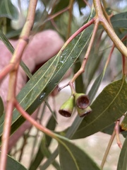 Eucalyptus fasciculosa