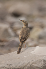 Anthus similis