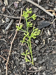 Eucalyptus fasciculosa
