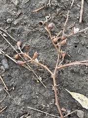 Eucalyptus fasciculosa