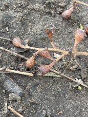 Eucalyptus fasciculosa