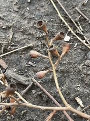 Eucalyptus fasciculosa