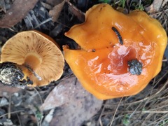 Cortinarius sinapicolor