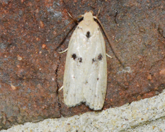 Scythropiodes issikii